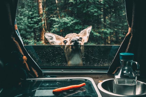 deer peeping in window outdoors near minneapolis