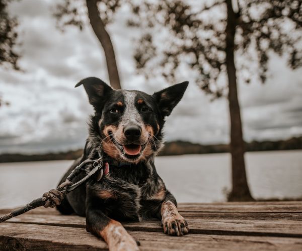 dog enjoying outdoors in minnesota